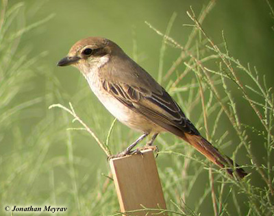 Daurian Shrike