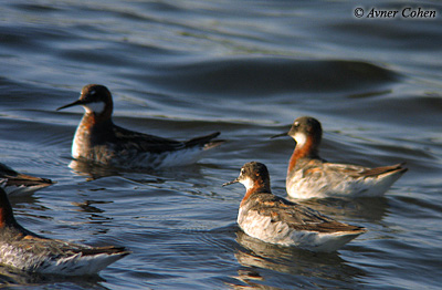 Red-necked Phalarope