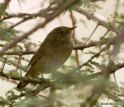 River Warbler