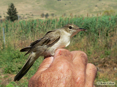 Basra Reed Warbler