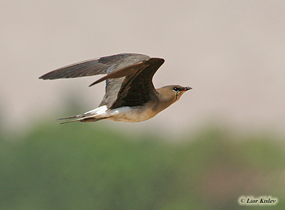 Black-winged Pratincole