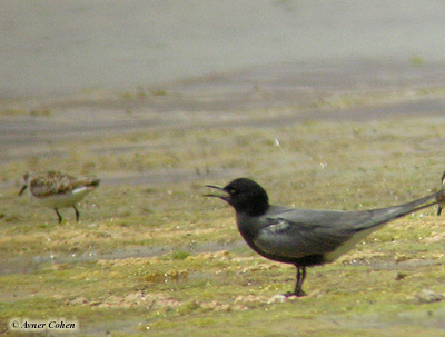 Black Tern