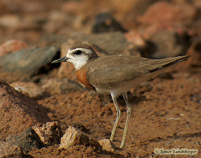 Caspian Plover