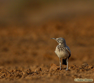 Hoopoe Lark