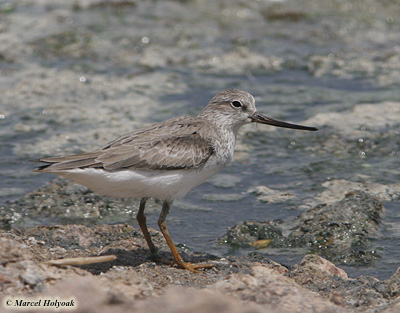 Terek Sandpiper