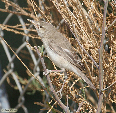 Upcher's Warbler