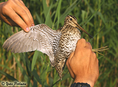 Great Snipe Gallinago media