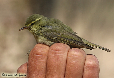 Green Warbler Phyloscopus trocheliotus nitidus