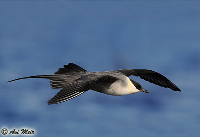 Long-tailed Skua Stercorarius longicaudus