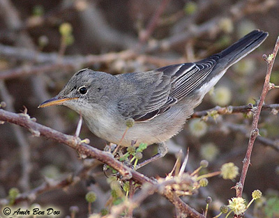 Olive-tree Warbler Hippolais olivetorum