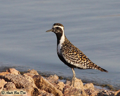 Pacific Golden Plover Pluvialis fulva