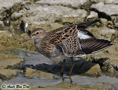 Pectoral Sandpiper Calidris melanotus