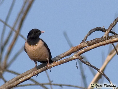 Rose-coloured Starling Sturnus roseus