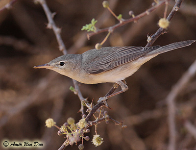 Upcher's Warbler Hippolais languida