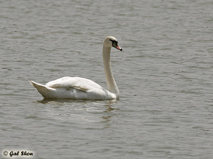 Mute Swan Cygnus olor