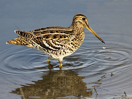 Great Snipe (Gallinago media)