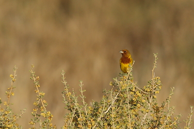 Red-headed Bunting (Emberiza bruniceps)