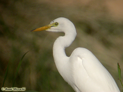 Intermediate Egret