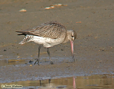 Bar-tailed Godwit