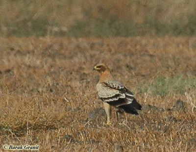 fulvescens Spotted Eagle