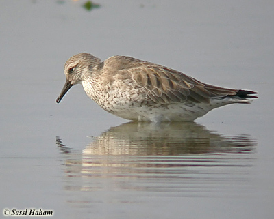 Red Knot