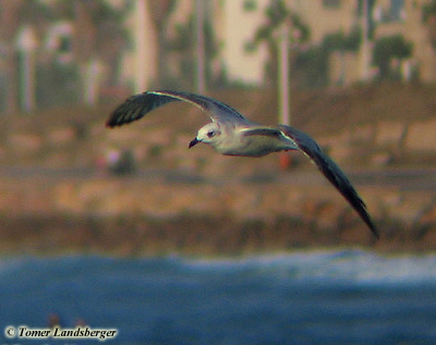 Mediterranean Gull