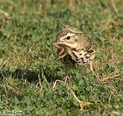 Radde's  Accentor