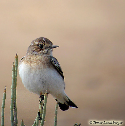 Radde's  Accentor