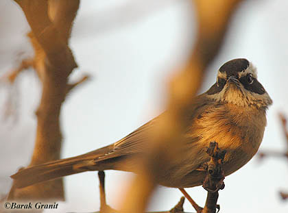 Radde's  Accentor