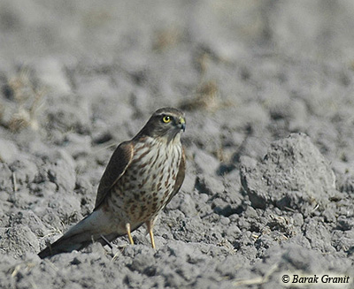 fulvescens Spotted Eagle