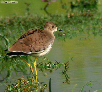 White-tailed Lapwing