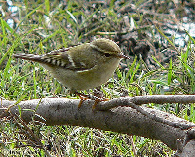 Yellow-browed Warbler