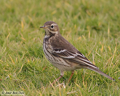 Buff-bellied Pipit Anthus rubescens