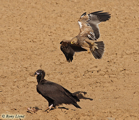 Cinereous Vulture Aegyptius monachus
