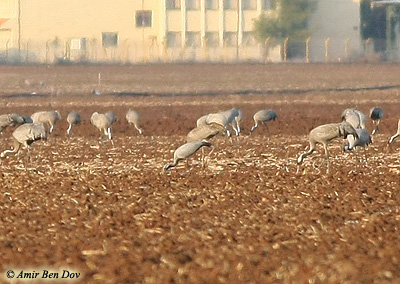 Demoiselle Crane Anthropoides virgo