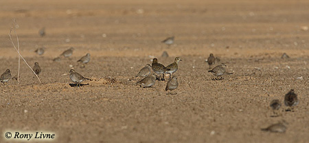 Dotterel Charadrius morinellus