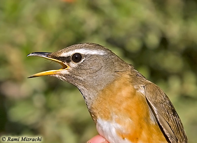 Eye-browed Thrush Turdus obscurus