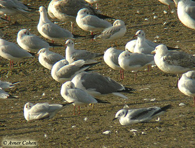 Kittiwake Rissa trydactyla