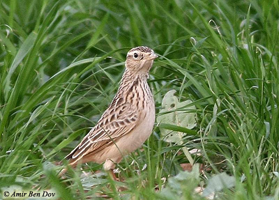 Oriental Skylark Alauda gulgula