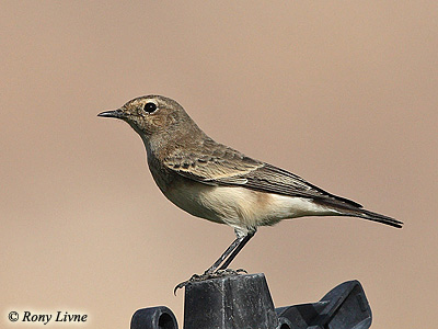 Pied Wheatear Oenanthe pleschanka