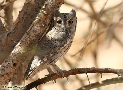 Striated Scops Owl Otus brucei