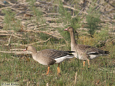 White-fronted Goose Anser albifrons