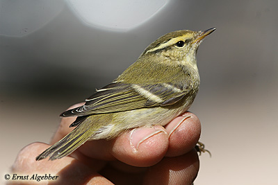 Yellow-browed Warbler Phyloscopus inornatus