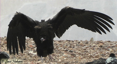 Black Vulture Aegypius monachus