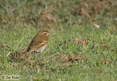 Olive-backed Pipit Anthus hodgsoni