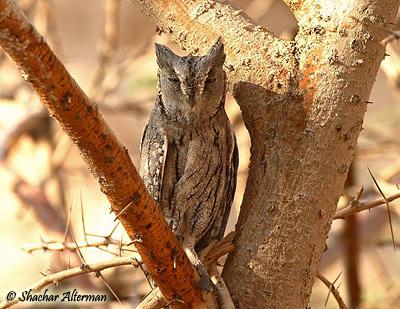 Pale Scops Owl Otus brucei