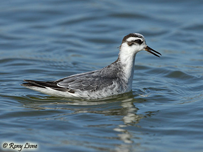 Red Phalarope Phalaropus fulicarius