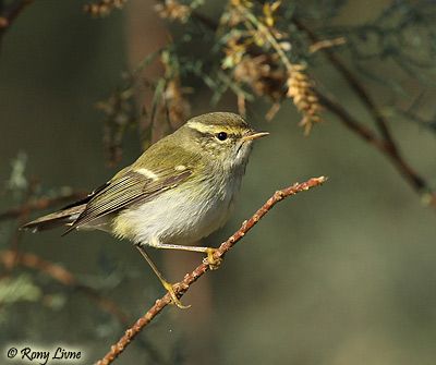 Yellow-browed Warbler Philoscopus inornatus