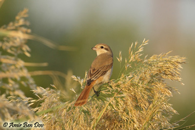 Isabelline Shrike Lanius isabellinus