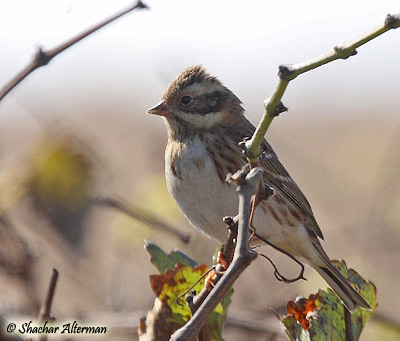 Rustic Bunting Emberiza rustica